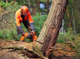 Best Tree Preservation Services  in Eastport, NY