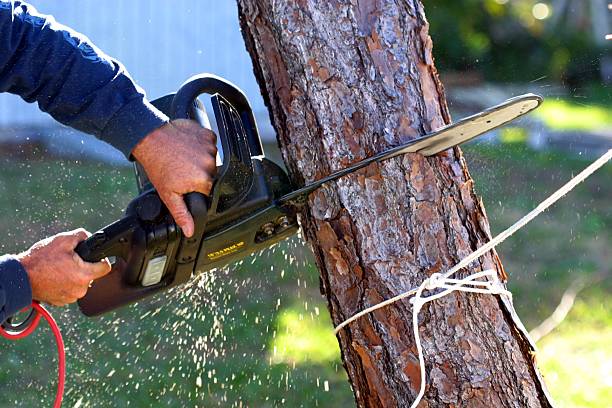 Best Lawn Pest Prevention  in Eastport, NY
