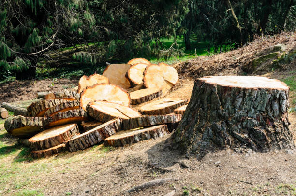 Best Tree Maintenance Programs  in Eastport, NY